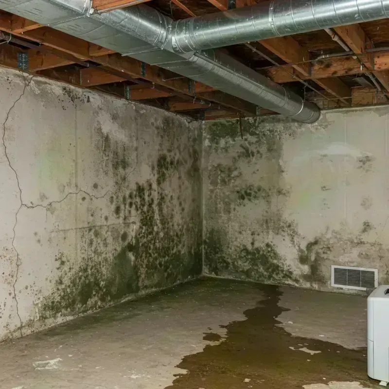 Professional Mold Removal in Rosewood Heights, IL